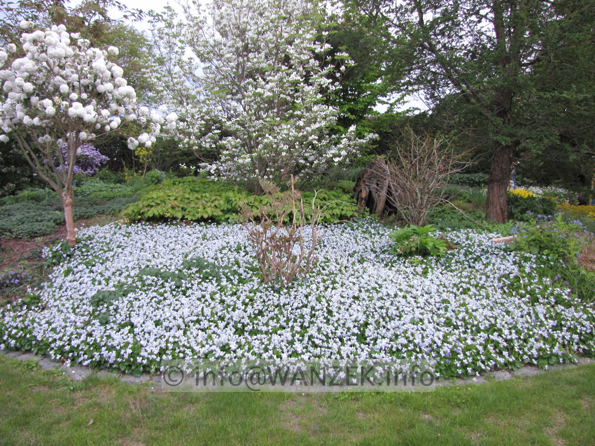 Viola papilionacea The Freckles 02.JPG